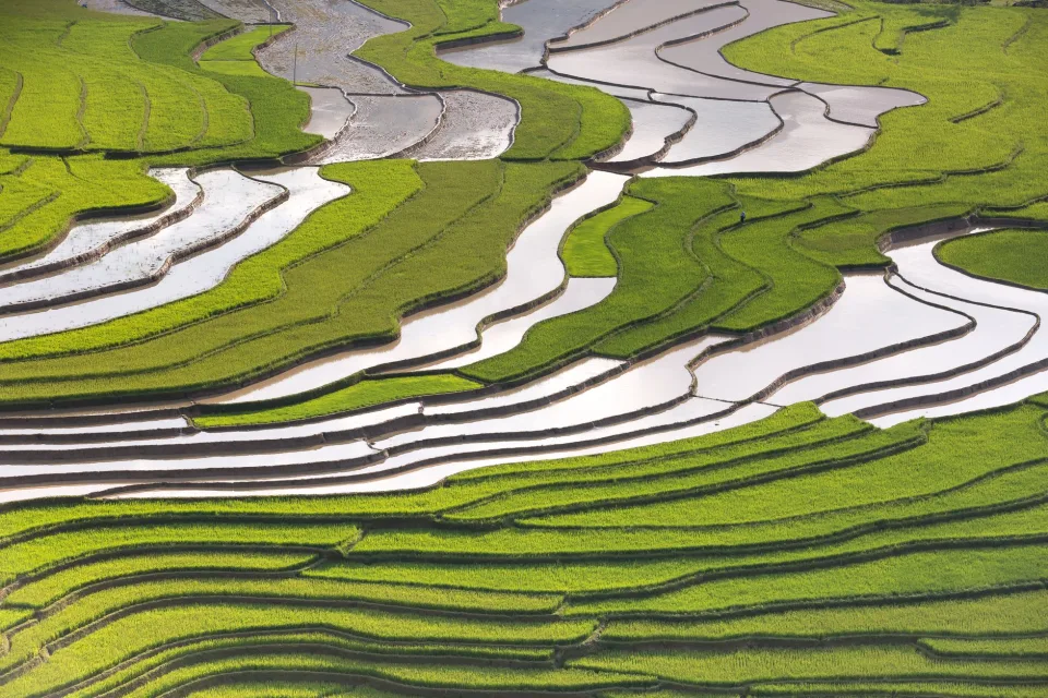 Hạt gạo trong thúng